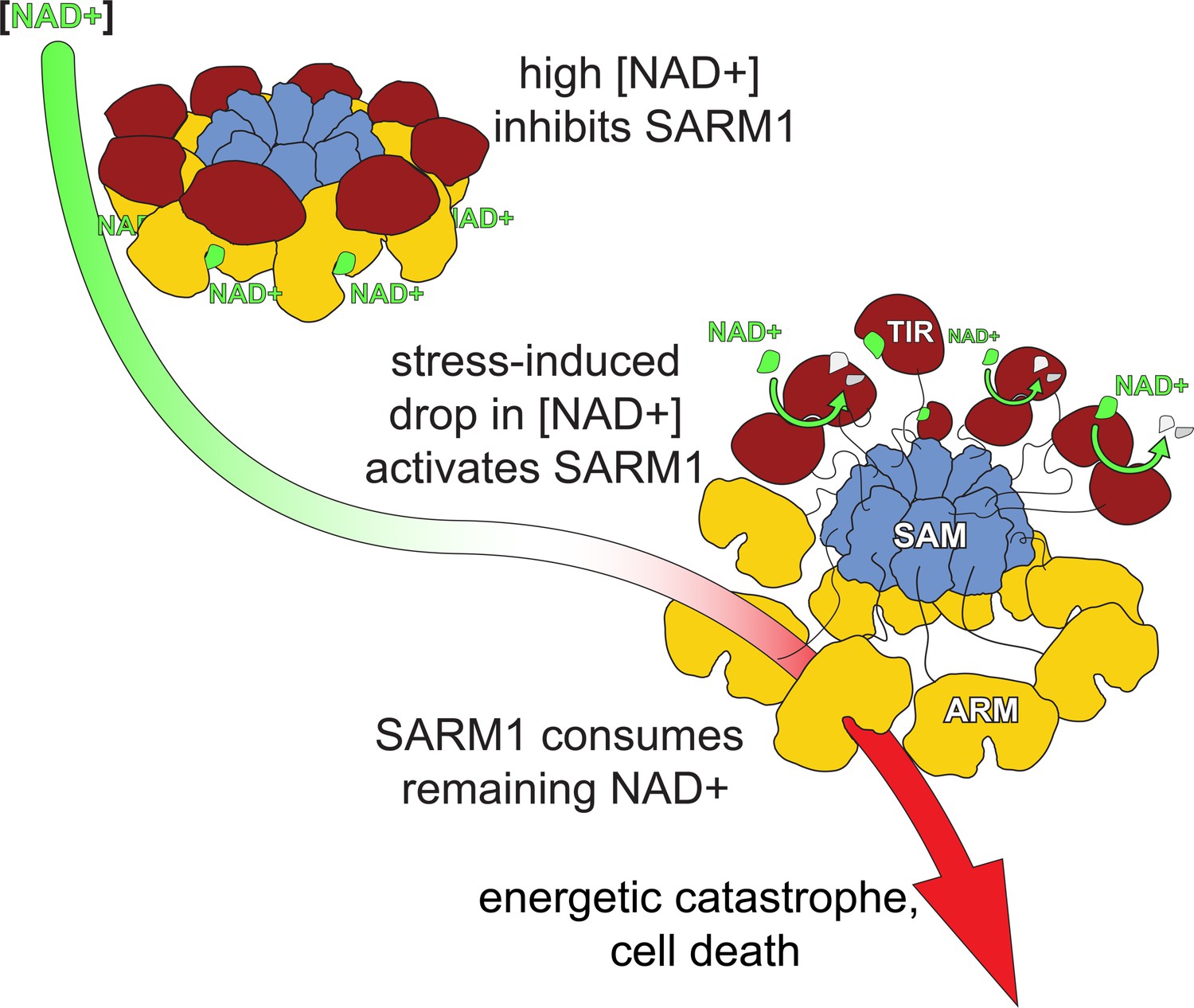 SARM1 inhibition
